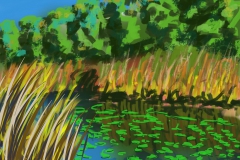 Water_lelies_20170525