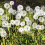 Paardenbloemen